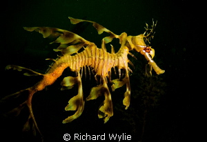 Leafy Seadragon in Profile. Taken off Kangaroo Island in ... by Richard Wylie 